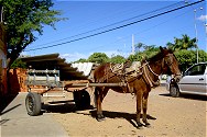 Donkey Cart - foto: Bernard M. Snyder